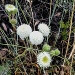 Chaenactis artemisiifolia