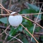 Symphoricarpos albus 果實