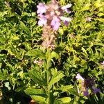 Stachys palustrisBlomst