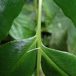 Coniogramme africana Hoja