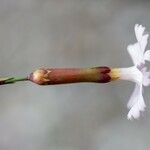 Dianthus longicaulis Flor