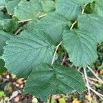 Corylus cornutaFolla