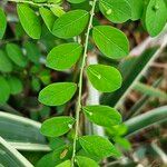 Phyllanthus tenellus Feuille