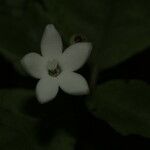 Psychotria nekouana Çiçek