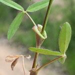 Trifolium strictum Листок