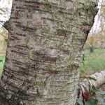 Betula potaninii Corteza
