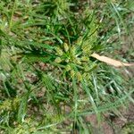 Cyperus alopecuroides 花