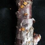 Prunus rufa Bark