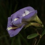 Clitoria guianensis Flower