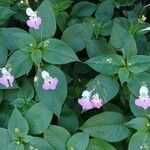 Impatiens balfouriiFlower