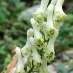 Aconitum lycoctonum 花