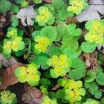 Chrysosplenium alternifoliumFlower