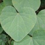 Ipomoea obscura Leaf