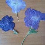 Ruellia nudiflora Floare