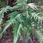 Dryopteris championii ഇല