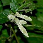 Cyathula achyranthoides Flower