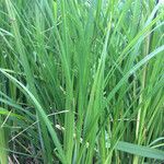 Carex acuta Yaprak