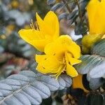 Sophora denudata Blomst