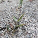 Eragrostis nigricans