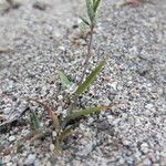 Eragrostis pectinacea 形態