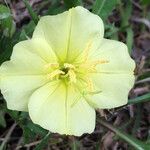 Oenothera triloba Λουλούδι