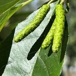 Alnus japonica ফুল