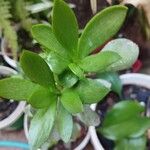 Senecio decaryi Hoja