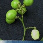 Cestrum fragile Fruto