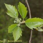 Karpatiosorbus remensis Otro