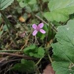 Erodium malacoidesBlomst