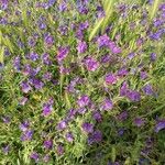 Echium plantagineumFlower