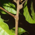 Trichoscypha bijuga Otro