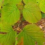 Viburnum lantanoidesFolha