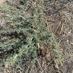 Xanthium spinosum Blad