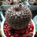 Mammillaria standleyi Hoja