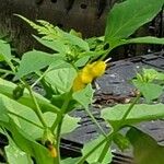 Physalis philadelphica Blomst