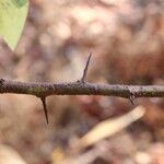 Ximenia americana Bark