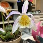 Pleione humilis Blomma