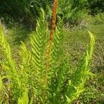 Osmundastrum cinnamomeum Leaf