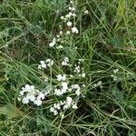 Galium glaucum Fleur