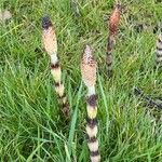 Equisetum telmateiaYaprak