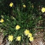 Scorzonera humilis Flower