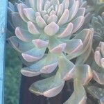 Pachyphytum bracteosum পাতা