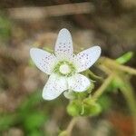 Saxifraga rotundifolia Blomst