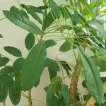 Heptapleurum actinophyllum Hoja