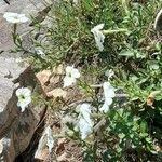 Petunia axillaris Plante entière