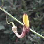 Aristolochia sempervirens Цвят