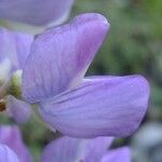 Lupinus arcticus Flower