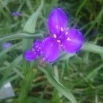 Tradescantia virginianaᱵᱟᱦᱟ