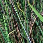 Equisetum hyemaleLeaf